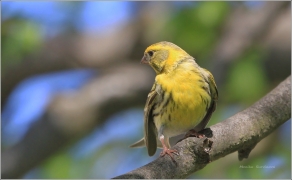 <p>ZVONOHLÍK ZAHRADNÍ - sameček (Serinus serinus) ----- /European serin - Girlitz/</p>